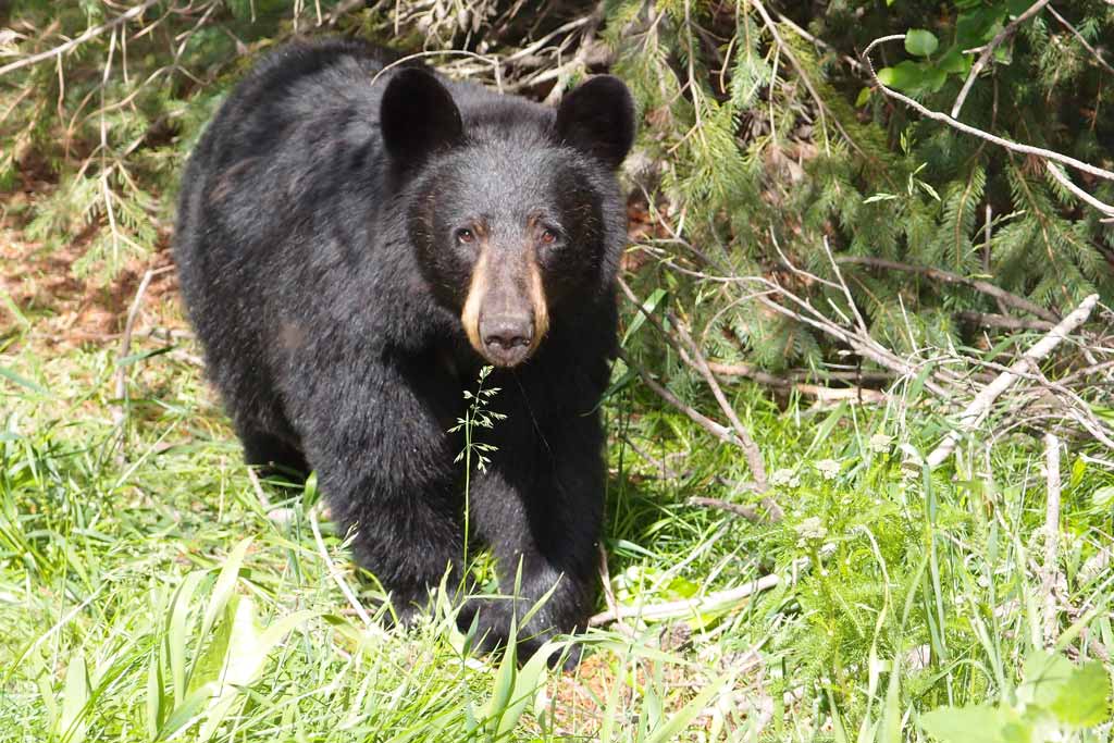 Black bear watching into camera