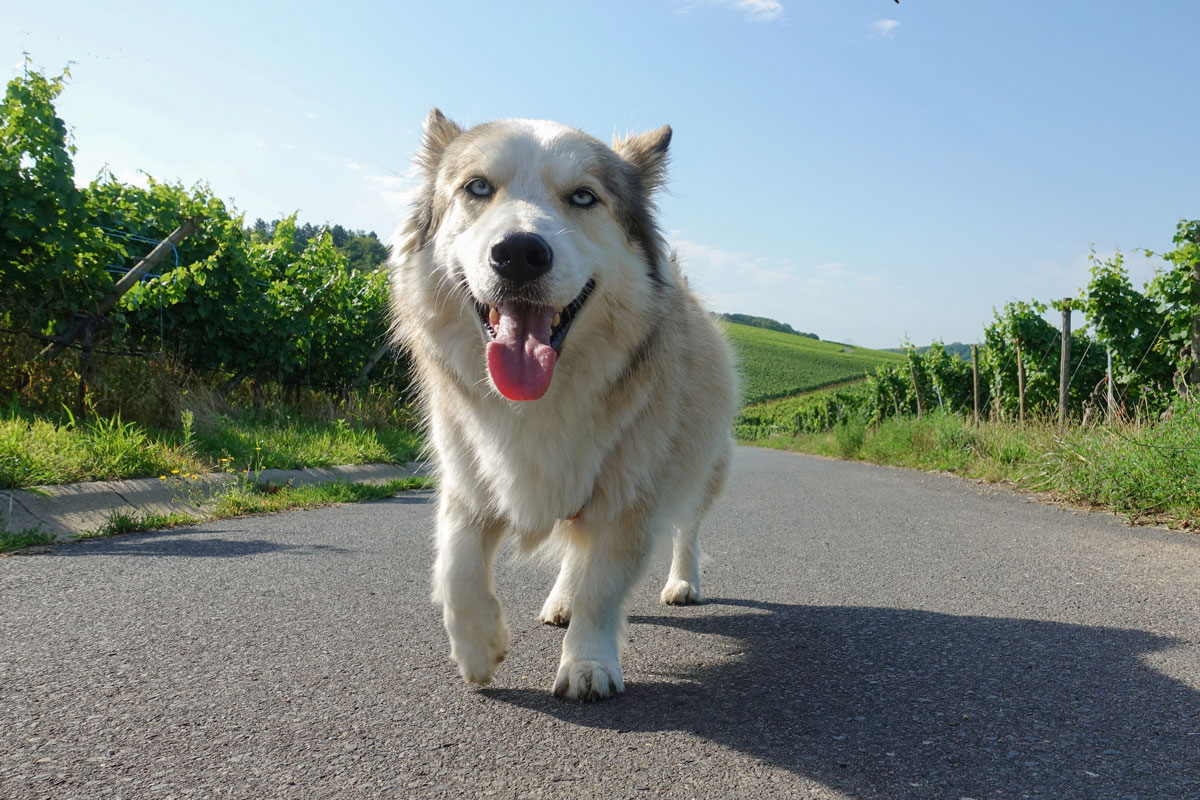 Dog walking in vineyard in summer