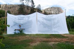 Fruit farm in Okanagan Valley