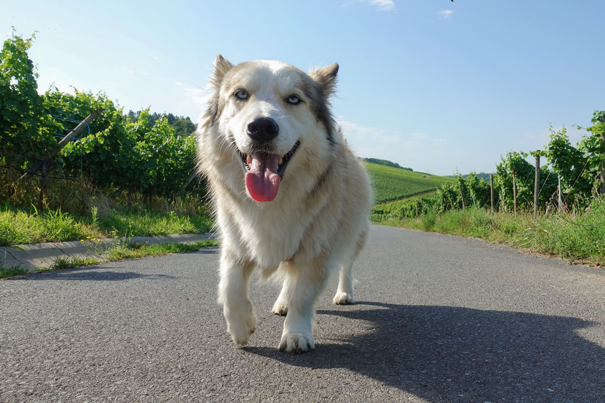 Hund im Weinberg im Sommer