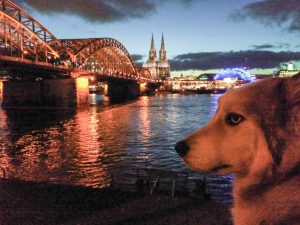 Hund an Brücke und Kölner Dom