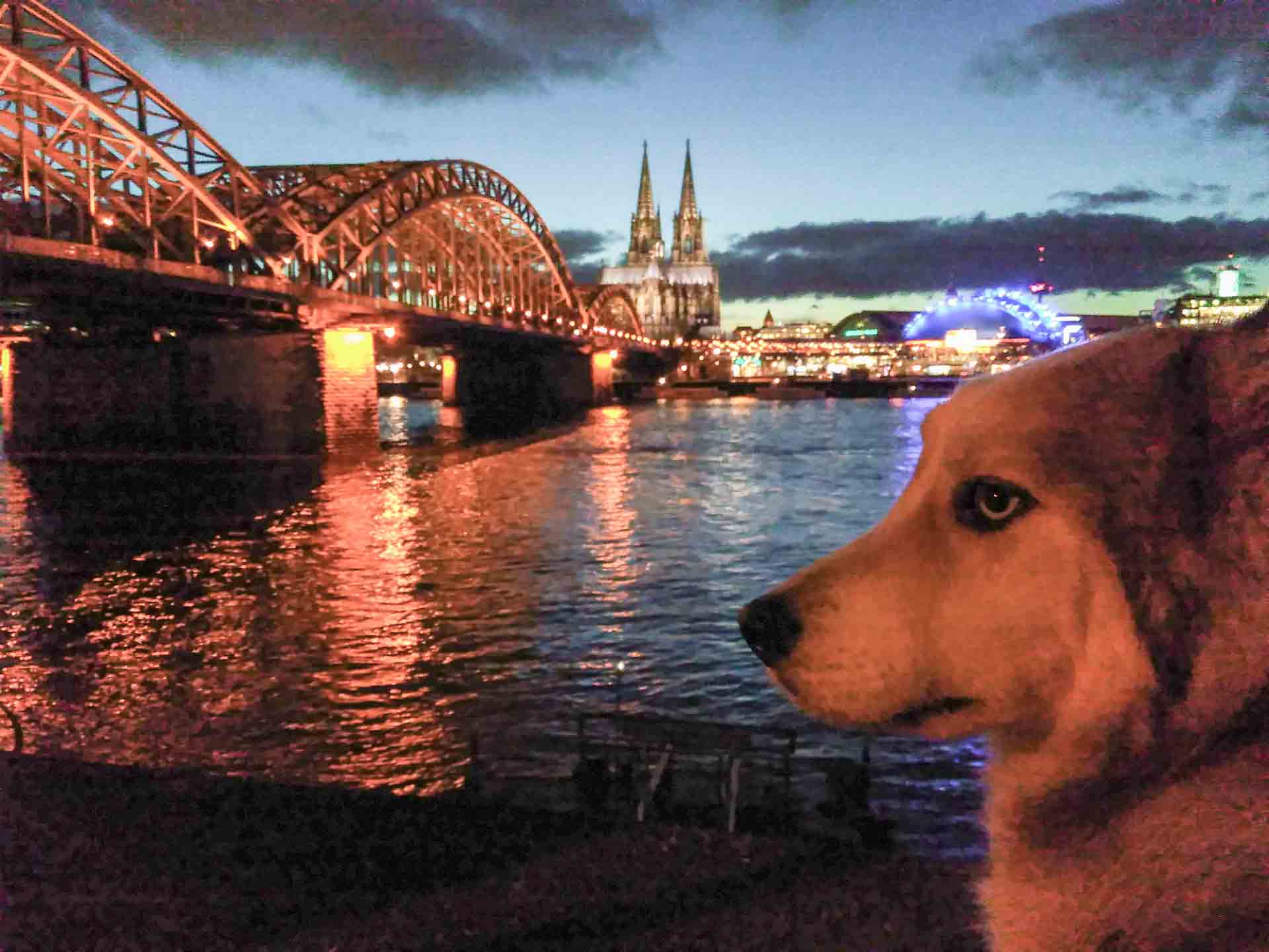 hundkoelnhbfbruecke Cosmopolidog