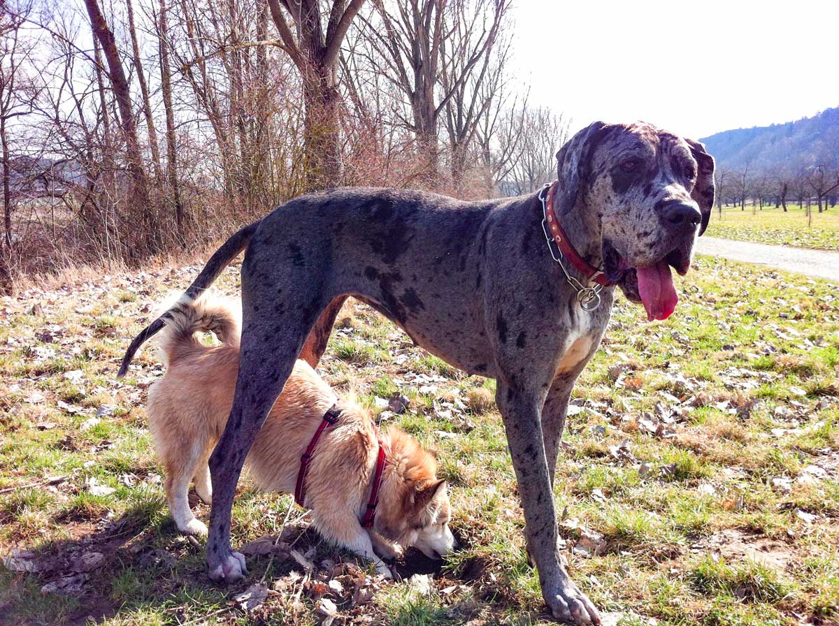 Small dog standing below a big dog