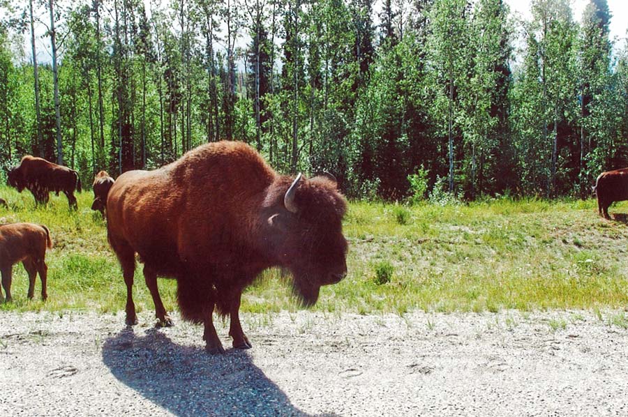 Ein Bison steht seelenruhig auf der Strasse