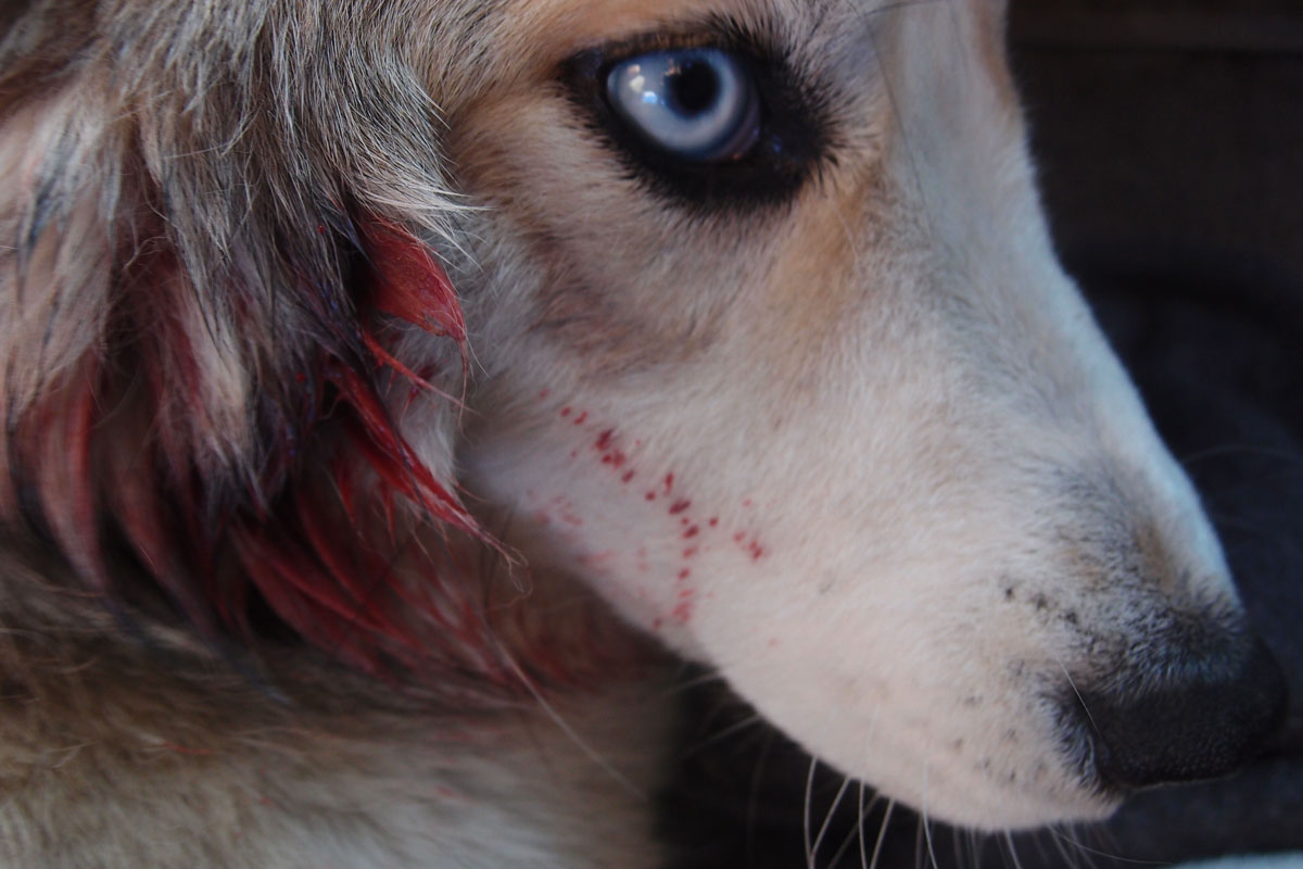 Dog head covered with blood