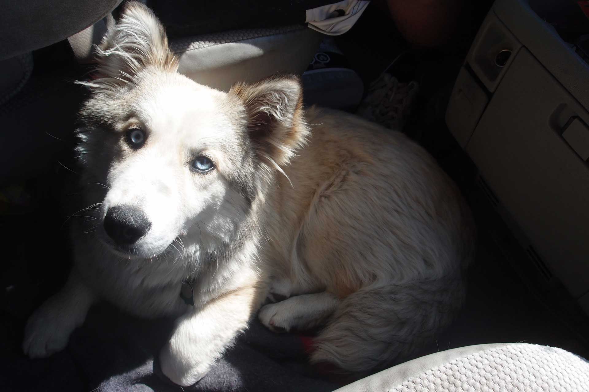 The Husky Corgi Jake in the car on the road