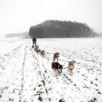 Adventure dog sledding: A unique experience