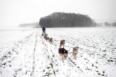 Dog sledding with huskys