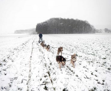 Dog sledding with huskys