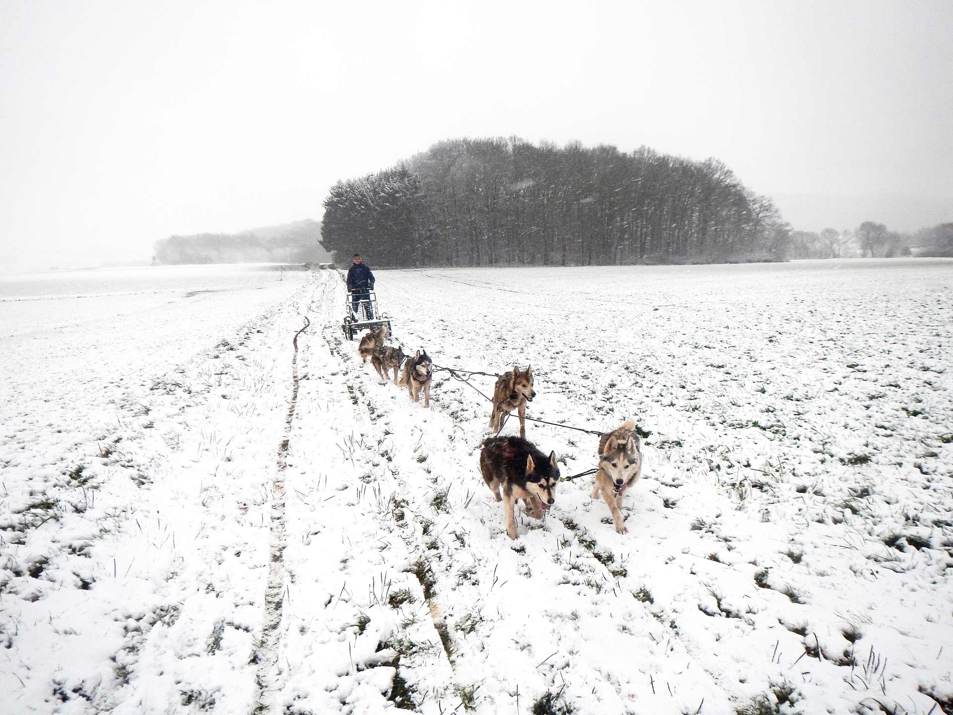 Adventure dog sledding: A unique experience