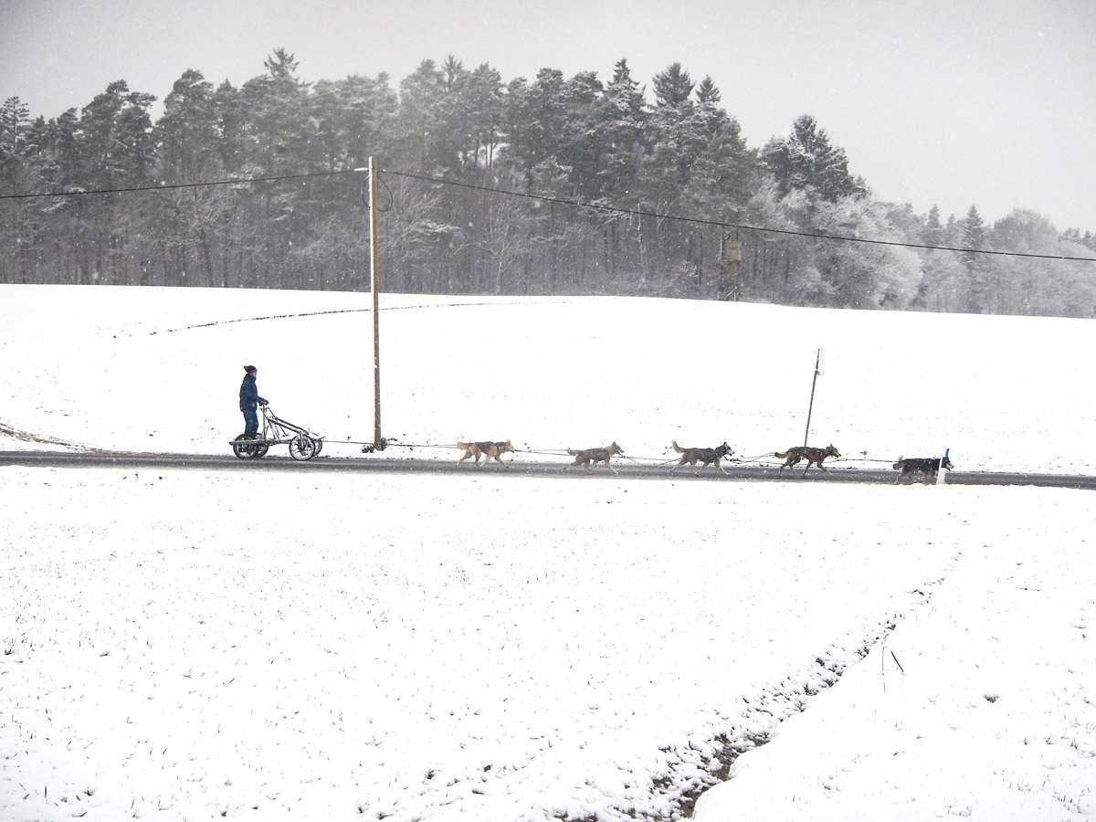 Dog sled on the track