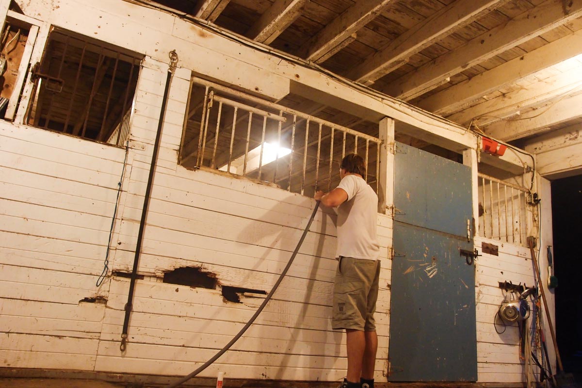 Feeding the horses in the barn