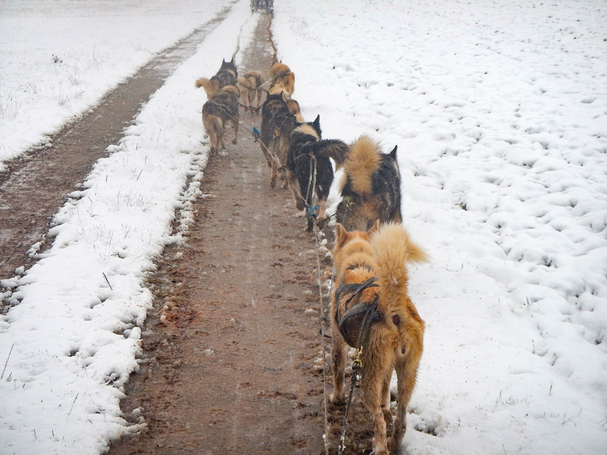 The dogs pull the sled 