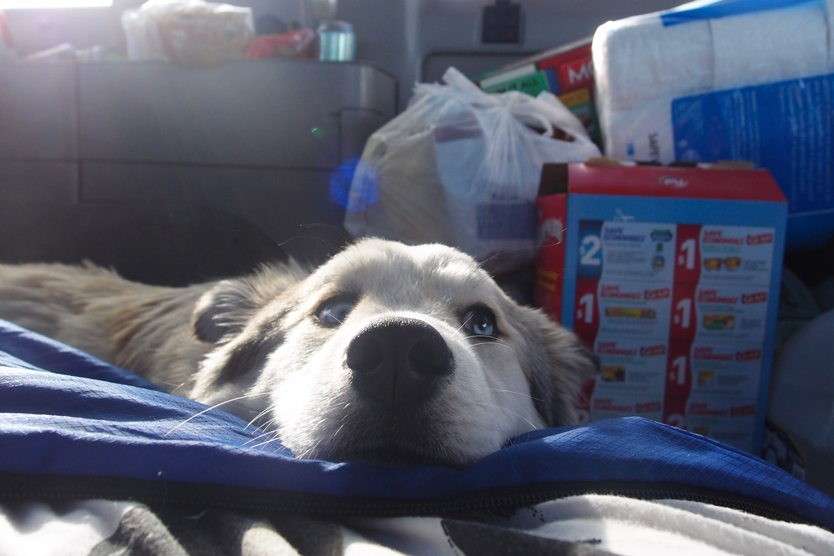 The dog Jake relaxes in the car