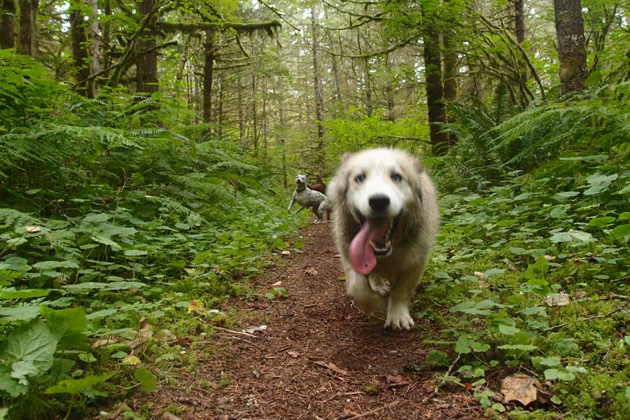 Jake and the other dogs from the ranch running around in the woods