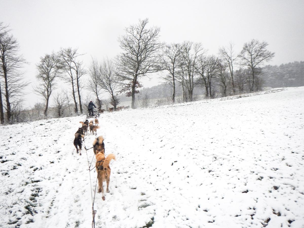 Ich stehe auf dem Schlitten und blicke auf die Huskys und in die Natur