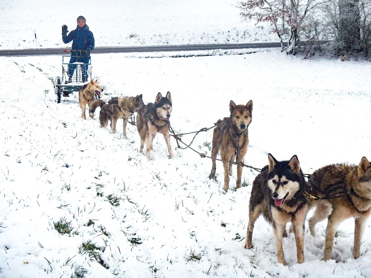 The dog sled team just waits to start the tour
