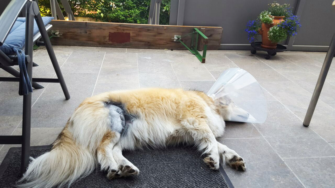 Jake erholt sich nach der OP und liegt auf der Terrasse