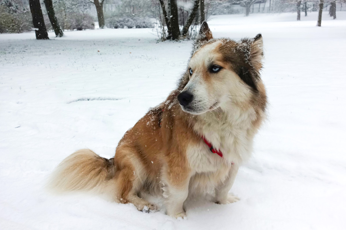 Verletzter Hund bleibt sitzen