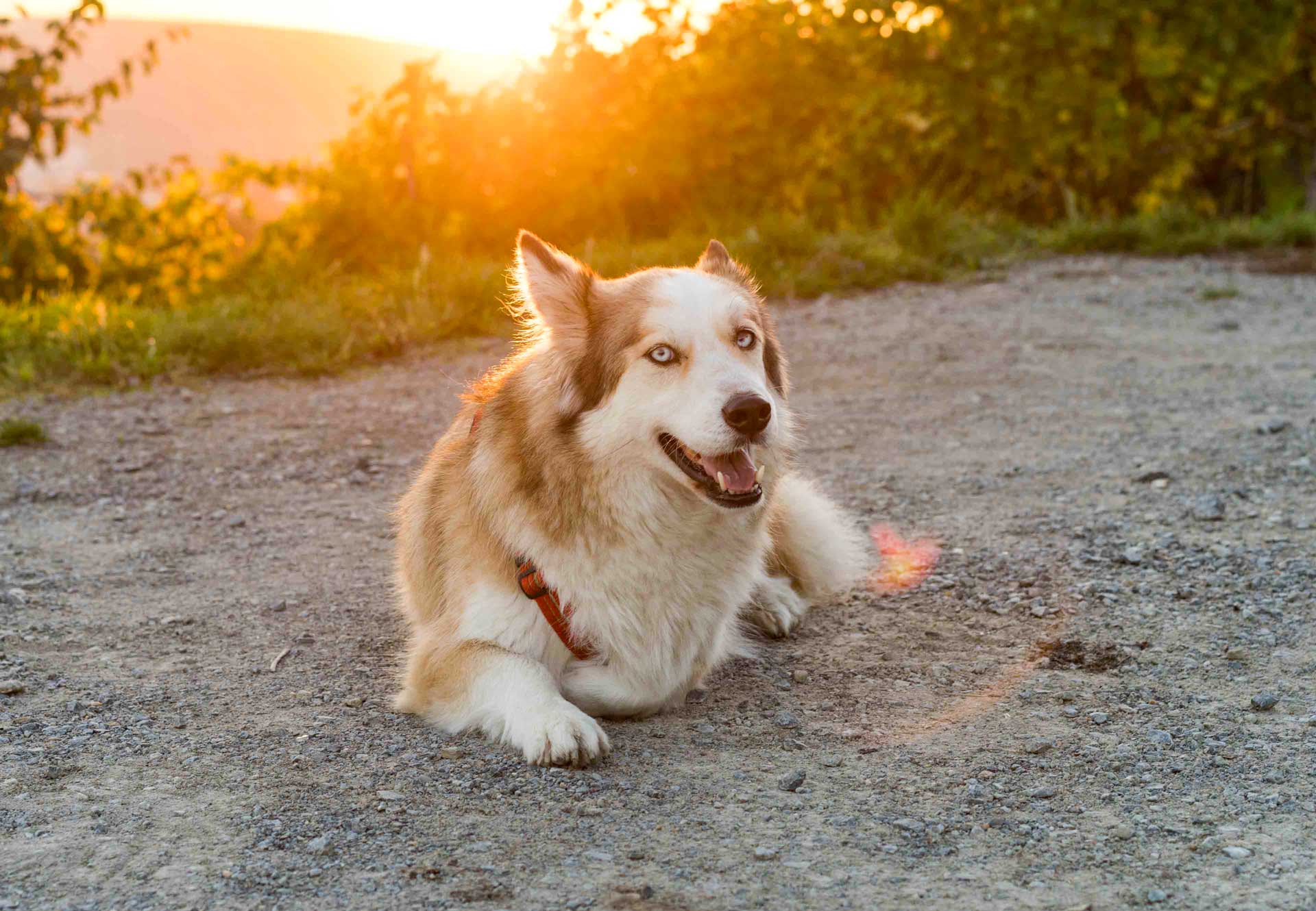 Mein Hund Jake in den Weinbergen von Würzburg