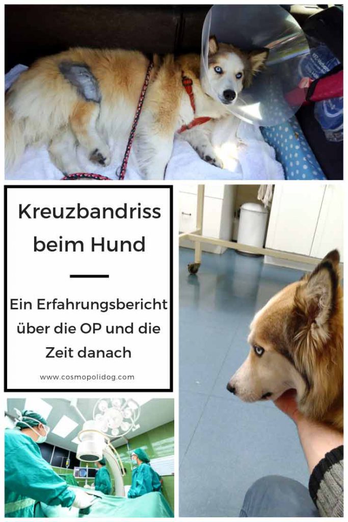 Meine Erfahrungen über die OP beim Hund mit Kreuzbandriss und die Zeit danach