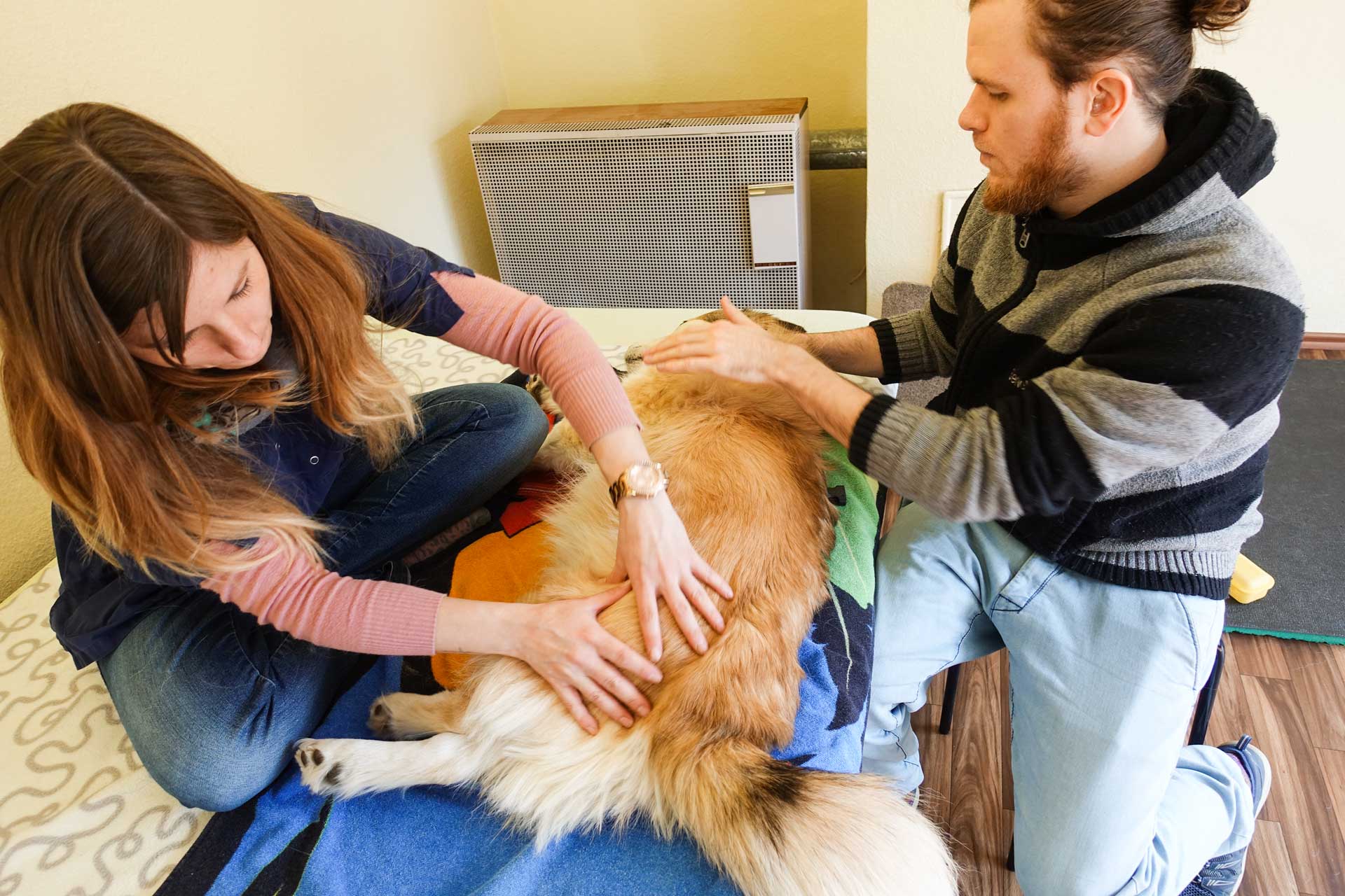 Physiotherapie für den Hund