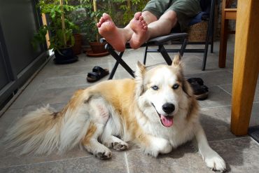 Hund Nach Kreuzband Op Treppensteigen
