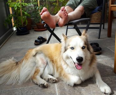 Verletzter Jake erholt sich auf dem Balkon