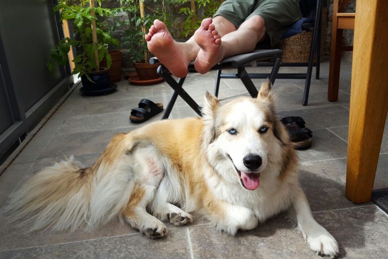 Warum Physiotherapie nach der Hunde-OP wichtig ist Verletzter Jake erholt sich auf dem Balkon