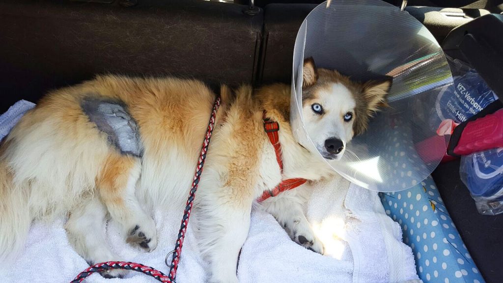 Kreuzbandriss beim Hund Ein Erfahrungsbericht Cosmopolidog