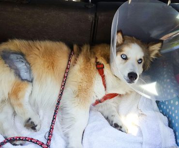 Hund im Auto nach der Operation