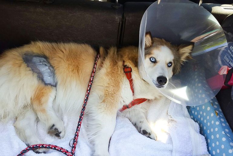 Kreuzbandriss beim Hund – Ein Erfahrungsbericht Hund im Auto nach der Operation