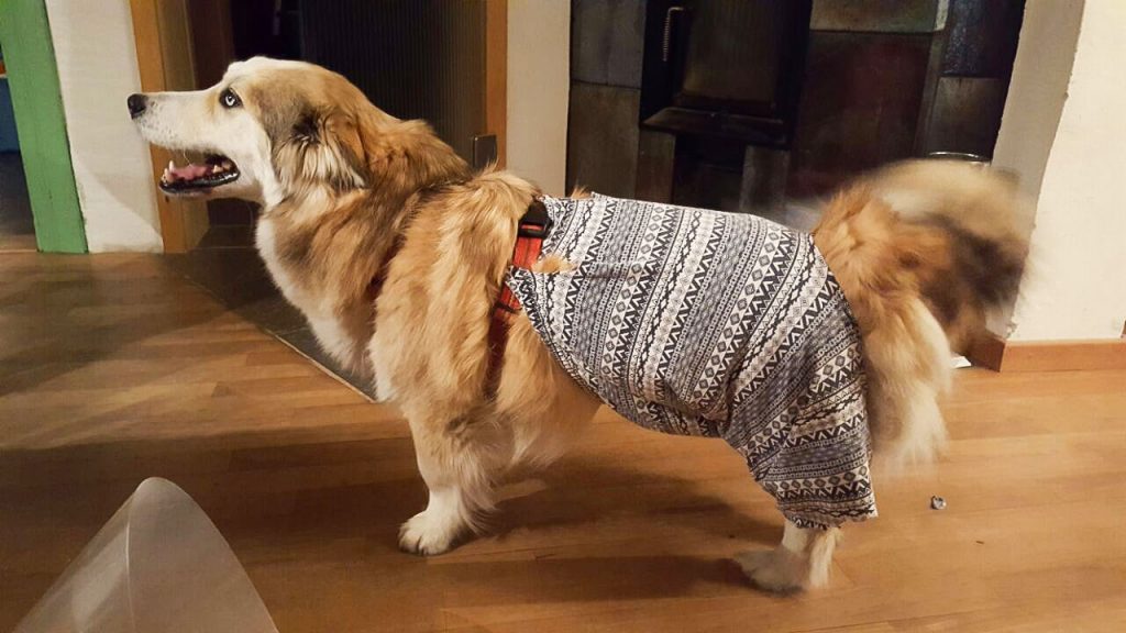 Kreuzbandriss beim Hund Ein Erfahrungsbericht Cosmopolidog