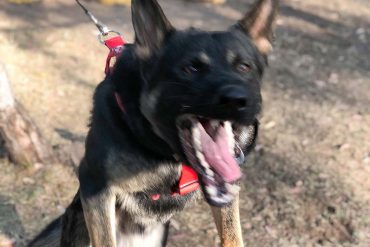 Kampfhunde, Panik und andere Missverständnisse Aggressiver Hund zeigt seine Zähne