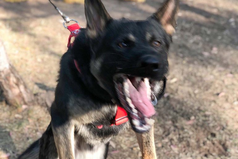 Kampfhunde, Panik und andere Missverständnisse Aggressiver Hund zeigt seine Zähne