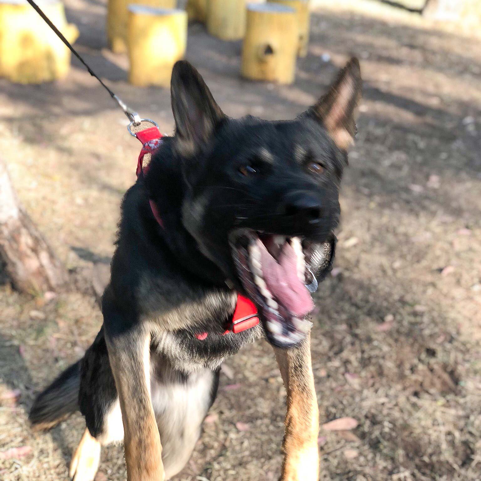 Aggressiver Hund zeigt seine Zähne