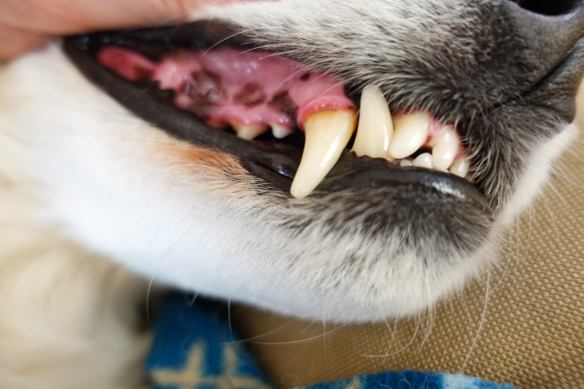 Gefährlicher Hund mit Zähnen