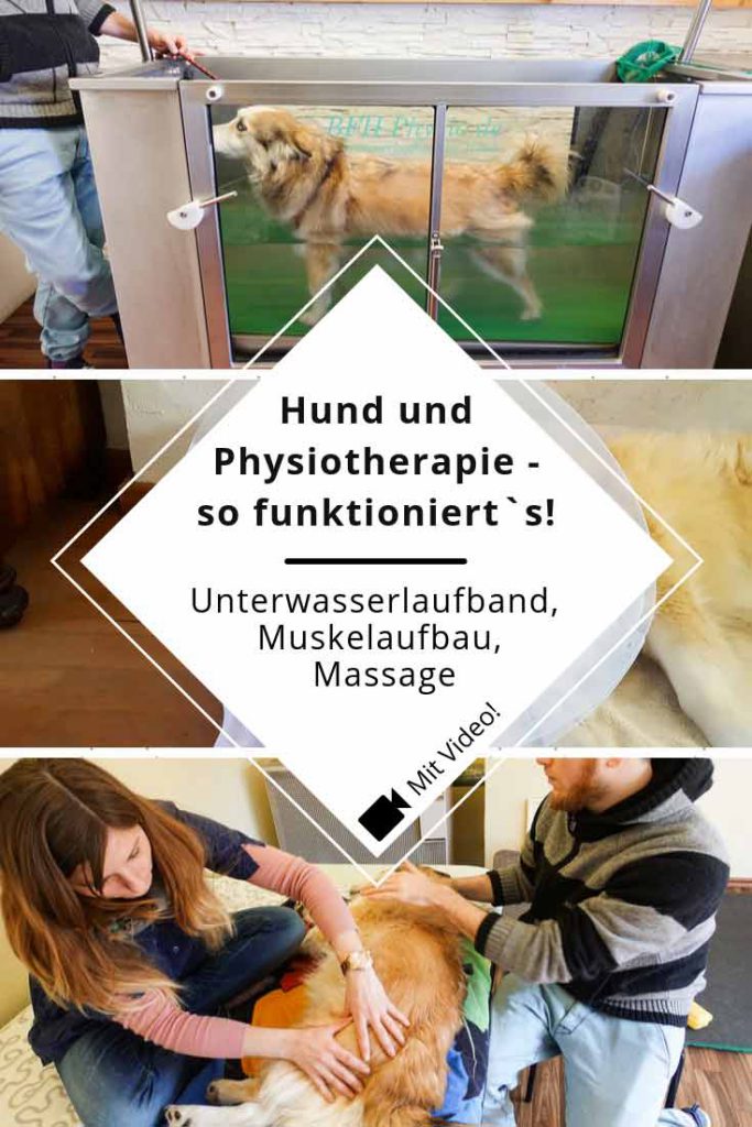 So funktionert die Physiotherapie beim Hund mit Massage, Muskelaufbau und Unterwasserlaufband
