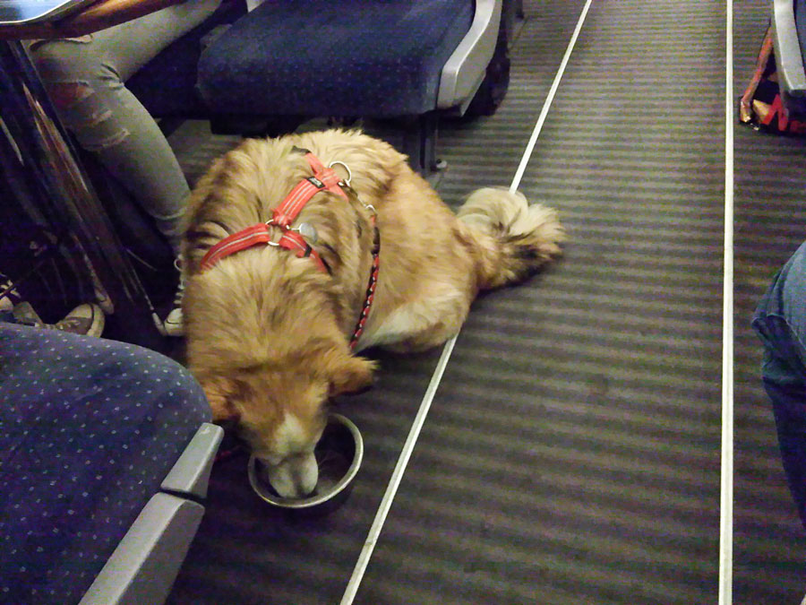 Hund trinkt während Bahnfahrt aus dem Napf