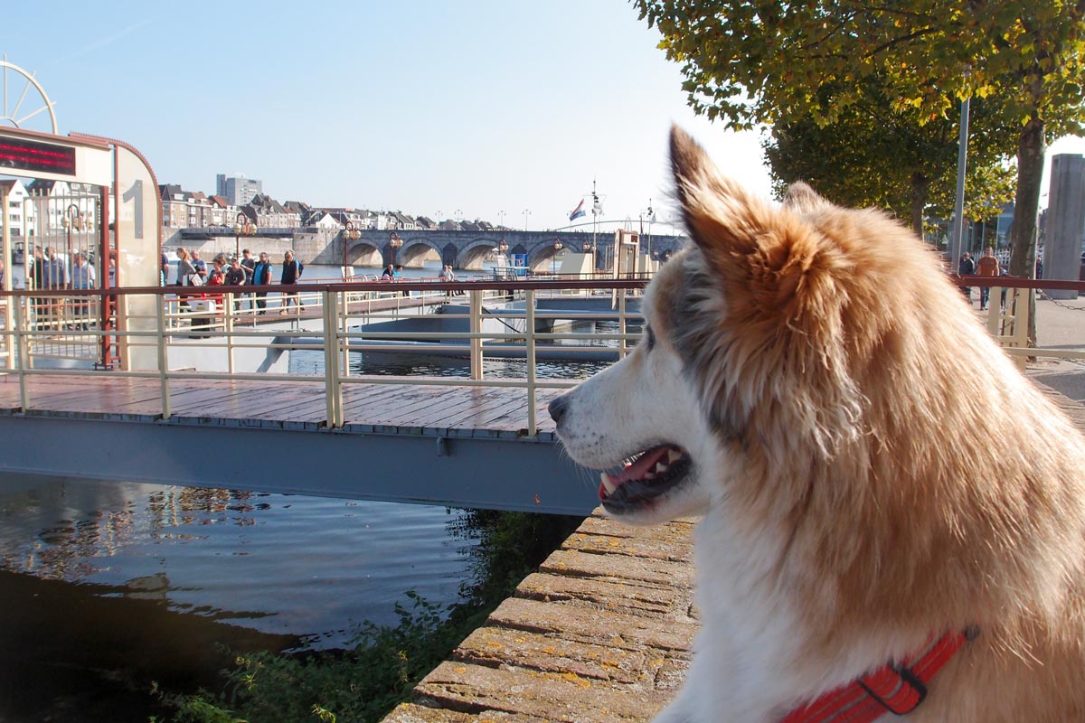 Ein Husky im Sommer in Maastricht