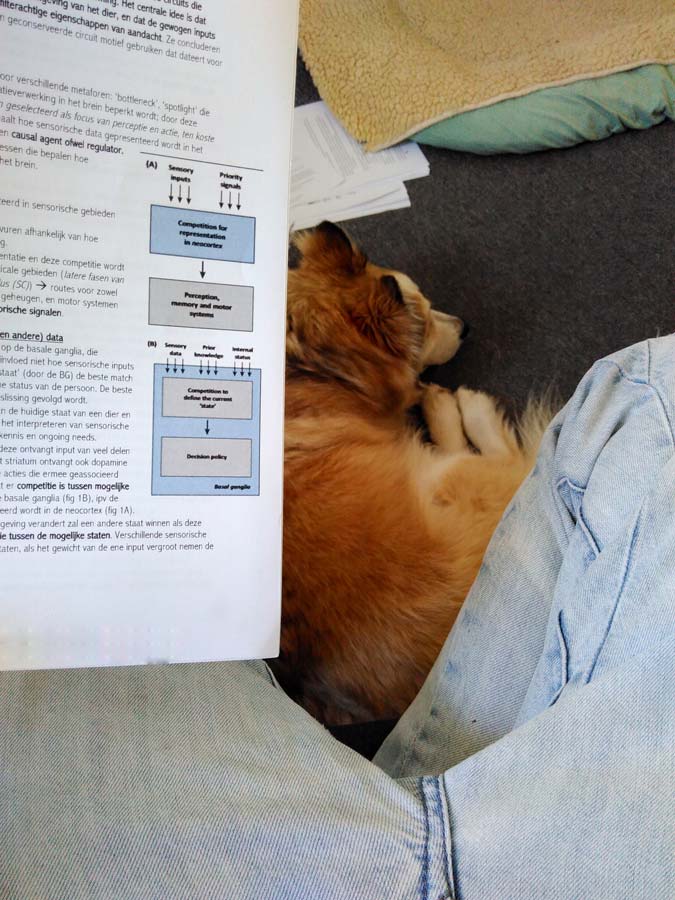 Zuhause mit Hund am Studieren