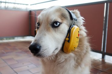 Silvester mit Hund – 5 Knaller Tipps für einen guten Rutsch Ein Hund trägt Hörschutz an Silvester