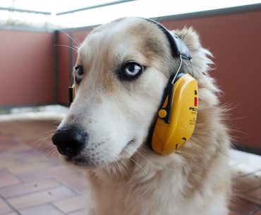 Ein Hund trägt Hörschutz an Silvester