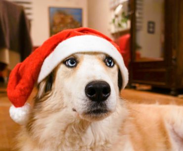 Ein Hund mit Nikolausmuetze als Weihnachtsgeschenk