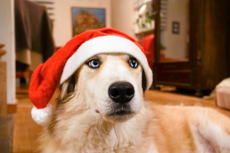 Ein Hund zu Weihnachten – Nein, danke! Ein Hund mit Nikolausmuetze als Weihnachtsgeschenk