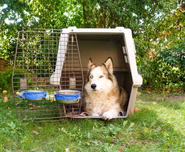 Hund sitzt in Hundetransportbox