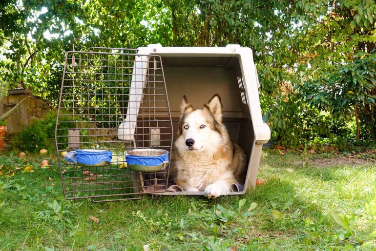 Fliegen mit Hund – Worauf muss ich achten? Vorbereitungen + Tipps Hund sitzt in Hundetransportbox