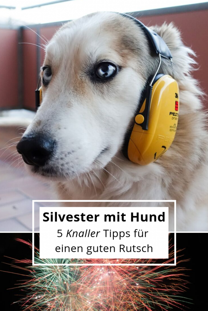 Silvester mit Hund Tipps für weniger Stress und Panik