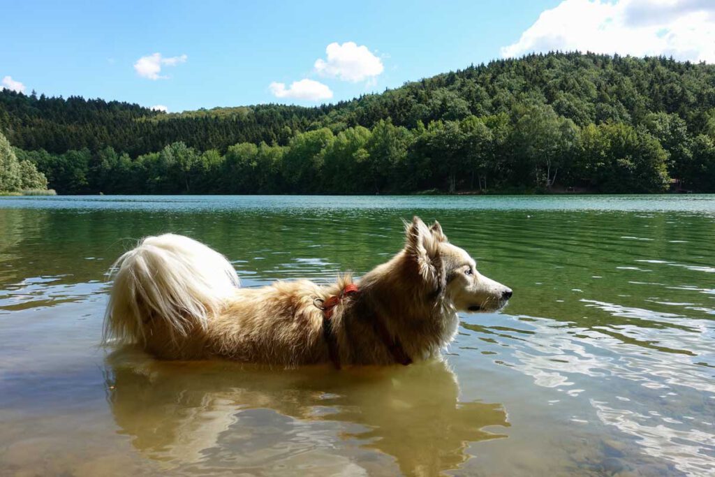 Hund badet im Freilinger See in der Eifel