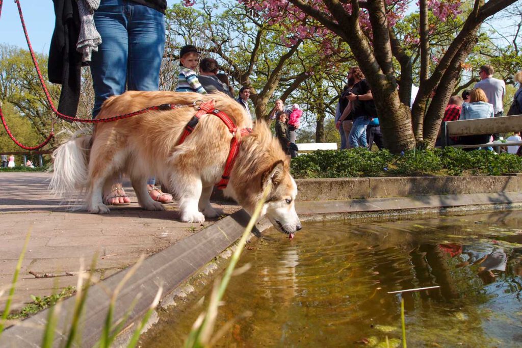 Hund trinkt Wasser in Planten un Blomen